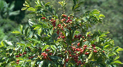 Coffee Plant Seeds - JAVA ESTATE - GMO FREE - Tropical Plant - ONE POUND Seeds