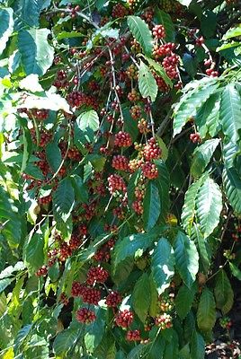 Coffee Bean Plant Seeds - BRAZILIAN SANTOS - High Quality Coffee - 50 Seeds