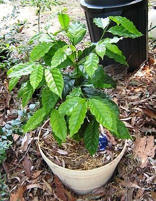 Coffee Bean Plant Seeds - DWARF CATURA / ARABICA - Tropical Tree - 100+ Seeds