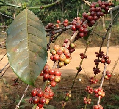 Coffee Bean Plant Seeds - INDIAN MONSOON MALABAR - Tropical Tree - 100+ Seeds