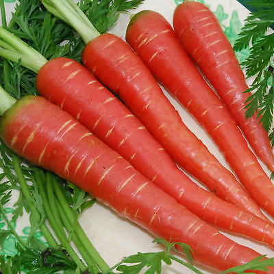 Carrot Seeds -ATOMIC ORGANIC RED - Heirloom -GMO FREE- Novelty Carrot - 50 Seeds