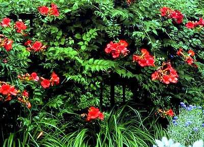 Orange Trumpet Vine - Attractive Flowers are Rich Orange and Scarlet-Red Combo 