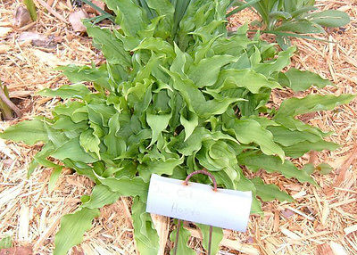 Hosta Plant - SEA OCTOPUS - Rare Shade Perennial - Rabbit Resistant - 2 Shoots