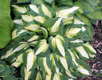Hosta Plant - VULCAN - Variegted Hosta - Shade Perennial Plant - 2 Shoots