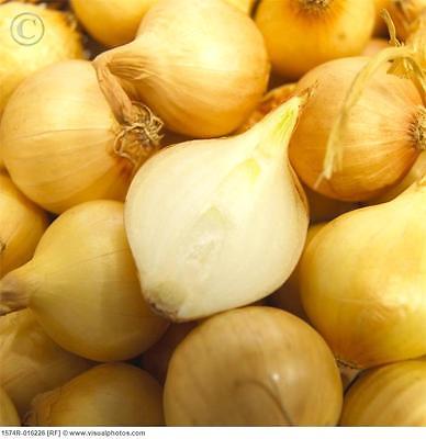 Potato Onions ~Yellow~ Multiplier Onion ~ Winter Surviver ~ Mild Taste ~20 Bulbs