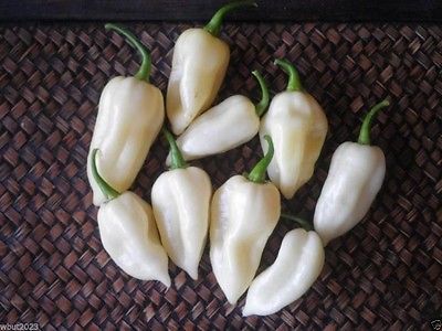 Hot Pepper Seeds - RIO DE ORO - Hybrid Hot Pepper - Gmo Free - 10 Seeds