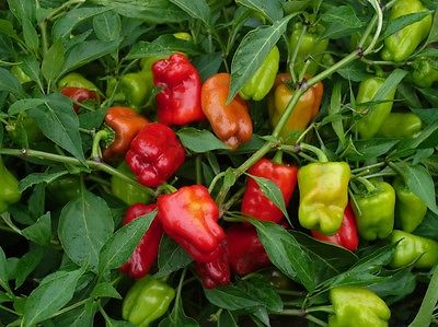 Hot Pepper Seeds - CAJUN BELLE - Hybrid Hot Pepper - Gmo Free - 10 Seeds