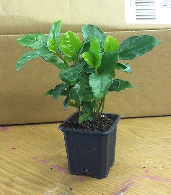 Coffee Bean Plant Seeds  - TROPICAL ROBUSTA - New Limited Variety - 100+ Seeds