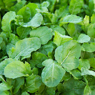 Arugula Astro Seeds - Hearty Annual Green - HEALTH BENEFITS  - 50 Seeds