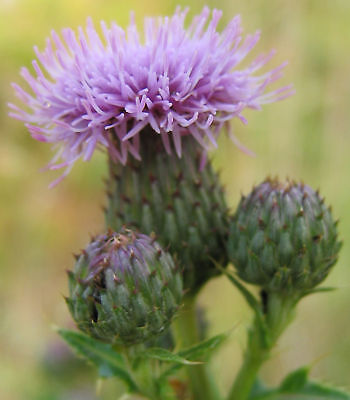 Canada Thistle Seeds - Edible Root, Leaves, and Stem - theseedhouse - 10 Seeds 