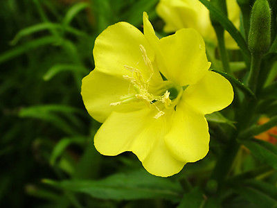 Wild Primrose Seeds - Likes the Night Life!! - Canadian Wildflower - 50+ Seeds 