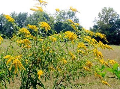Golden Baby Goldenrod Seeds -  Solidago Canadensis - Attracts Bees - 50+ Seeds
