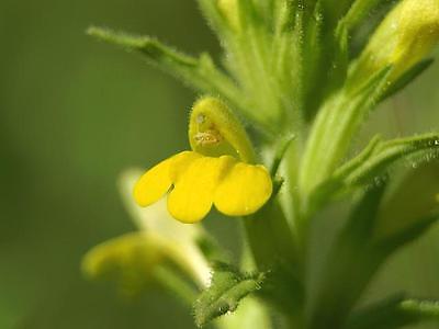 Yellow Bartsia ~ Wildflower Seeds ~ Drought Tolerant ~ theseedhouse ~~ 50+ Seeds