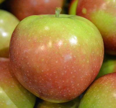Apple Seeds - MCINTOSH -Canadian Favorite - Easy to Grow Your Own Tree- 10 Seeds