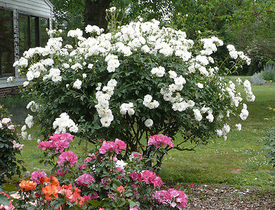 Climbing Rose Seeds - WHITE ICEBERG - Winter Hardy - theseedhouse - 10 Seeds 
