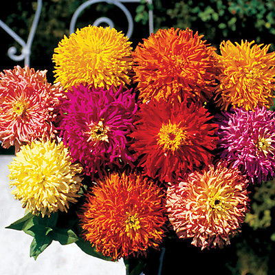 Zinnia Seeds - GIANT CACTUS - Large Feathery Petaled Blooms - Annual - 50 Seeds