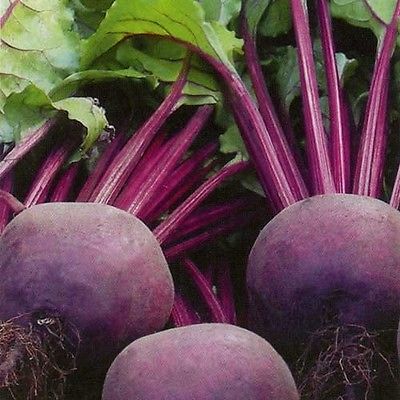 Beetroot Moulin Rouge Seeds - Ideal Source of Potassium - NON GMO - 50 Seeds
