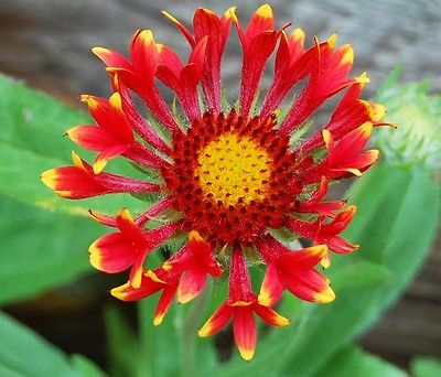 Gaillardia Commotion Seeds - TIZZY - Blanket Flower - Perennial Plant- 20 Seeds