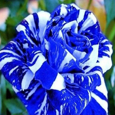Rose Seeds - BLUE DRAGON STRIPED - RARE PERENNIAL ROSE - Winter Hardy - 10 Seeds
