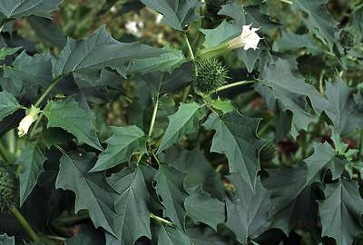 Datura Alba - Bushy 7 Foot Tropical - Great House Plant  - Reseeds - 10 Seeds 