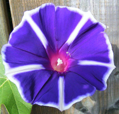 Morning Glory Seeds - CANADA COUNTRY BLUE ~ Ipomoea Vine~ VERY RARE ~ 10 Seeds