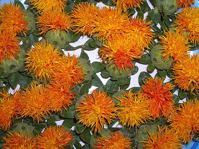 Safflower Seeds Orange Easy to Dry  Thistle Like Annual  500+ Bulk Seeds