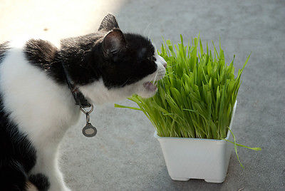 Organic Cat Grass -Wheat - Bulk - theseedhouse - 2000+ Organic Seeds 