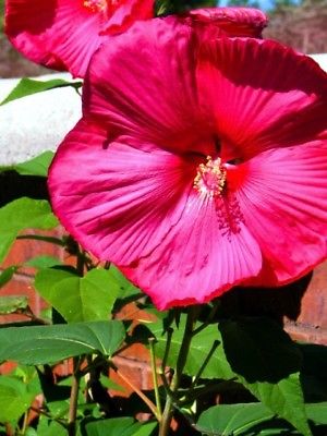 Hibiscus Seeds - *Red* - Stunning Blooms  - Wholesale Lot  -  Bulk - 200+ Seeds 