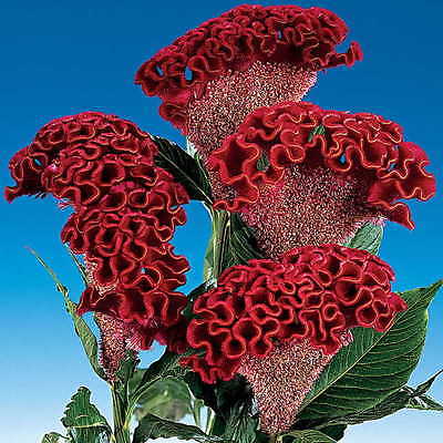 Cockscomb Seeds - BOMBAY DARK RED - Celosia -Heat Tolerant, Sun Loving- 10 Seeds
