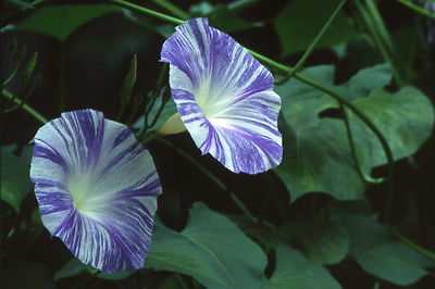Morning Glory Seeds - FLYING SAUCER - Extremely Showy Variety - Annual -10 Seeds