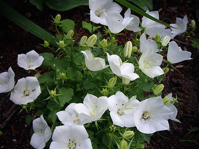 Campanula Seeds - CARPATICA WHITE - White Carpathian Bellflower - 50 Seeds