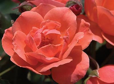 Rose Bush Seeds - CAREFREE CELEBRATION - Shrub Rose-Disease Resistant- 10 Seeds