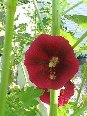 Alcea Rosea Seeds - WINE COUNTRY ROMANCE - Hollyhock - Silky Flowers - 25 Seeds