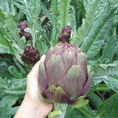 Artichoke Seeds - PURPLE of ROMAGNA - Italian Flavor -Perennial Plant - 15 Seeds