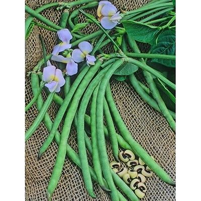 Peas - Dixie Lee Crowder Cow Peas - High Yielding and Easy to Grow - 50 Seeds 