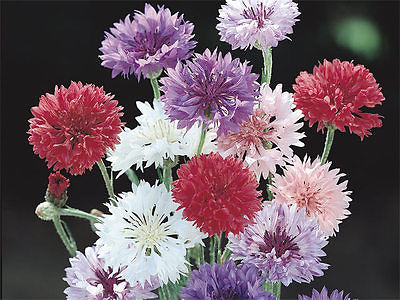 Bachelor Button Seeds - Polka Dot Mix - Double Blooms -theseedhouse- 25+ Seeds 