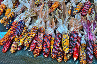 Corn Seeds - Harvest Crafts - Easy to Dry and Store - theseedhouse - 50 Seeds 