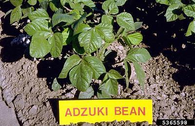 Bean Seeds - Adjuki - Super Food - High Protein - theseedhouse - 50 Seeds