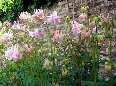 Columbine Seeds - Pink Granny's Bonnet - Double Pleated Blooms!!! - 10+ Seeds