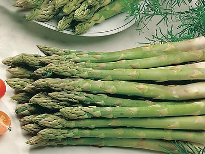 Asparagus Seeds - VIKING - Gmo Free Hardy Variety - Delicious Flavor - 20 Seeds 