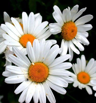 Ox-Eye Daisy Seeds -Sweet Little Daisy Like Flowers - theseedhouse - 25 Seeds  