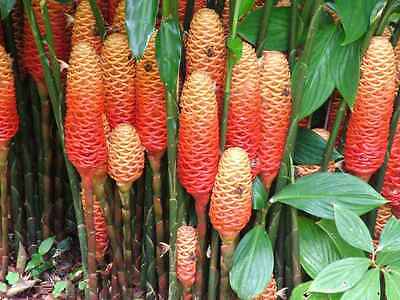 Zingiber Tubers - CHAMPAGNE BEEHIVE - Tropical -Indoors or Outdoors - 12 Tubers 