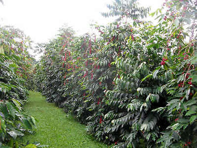 Coffee Bean Plant Seeds - HAWAIIA KONA - Great House Plant - ONE POUND SEEDS