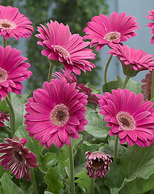 Gerbera Daisy Seeds - PASSION PINK -Attracts Butterflies & Hummingbirds-10 Seeds