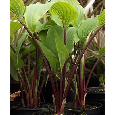 Hosta Plant - RED OCTOBER - Unique Red Stems - Shade Perennial - 2 Shoots