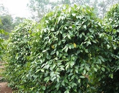 White Peppercorn Seeds - SARAWAK - GMO FREE - Climbing Vine - 50+ Organic Seeds 