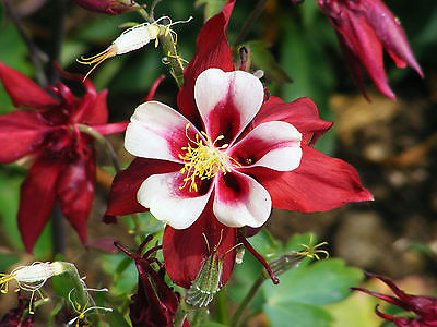 Columbine Seeds - Origami - Crimson Red and White - Butterfly Garden - 10+ Seeds