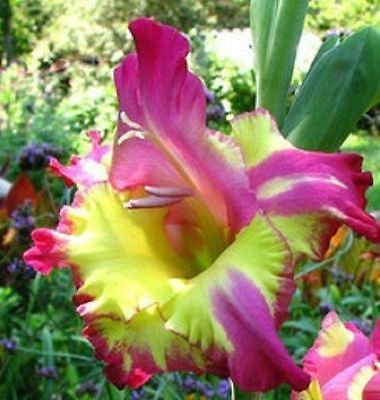 Gladiolus Bulbs - GLADIOLUS DYNAMITE II - Rare Perennial - 6 Fresh Bulbs 