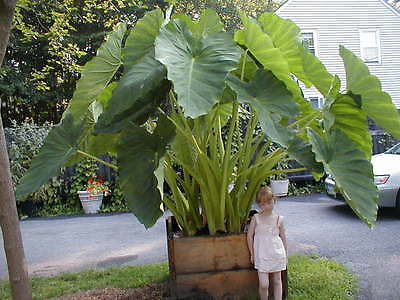 Elephant Ear Plant - Alocasia - Over Winter Indoors for Larger Plant - 10 Bulbs
