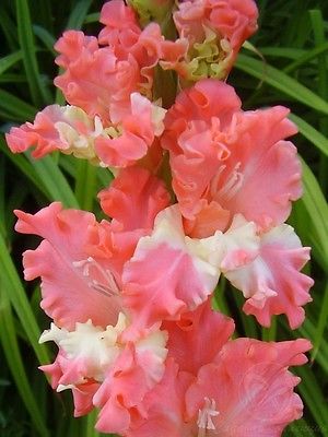 Gladiolus Bulbs - CORAL LACE - Sword Lily - Unusually Fringed Blooms - 6 Bulbs